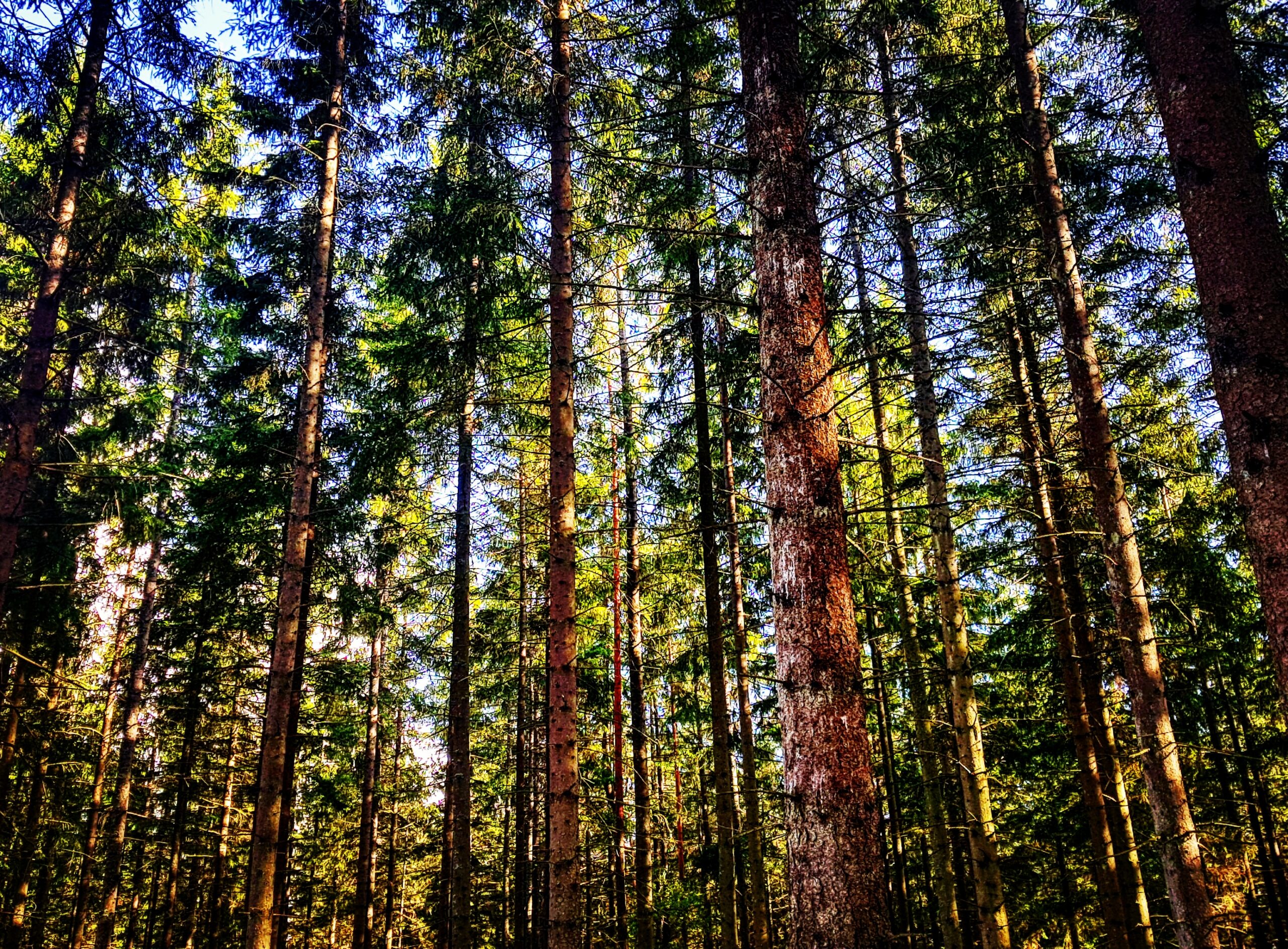 Svensk natur med stillsam vildmarkskänsla