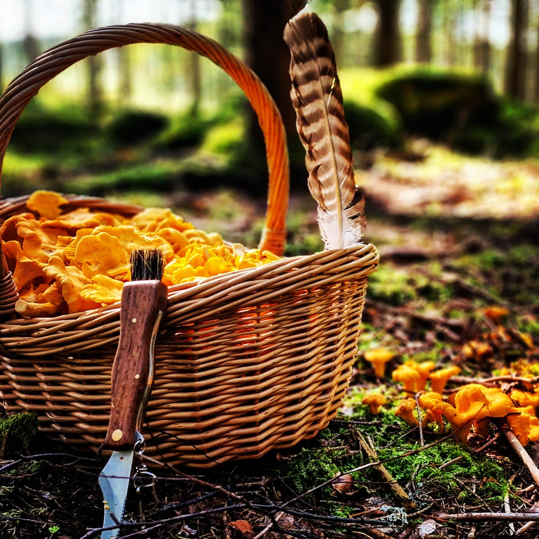 Svampkorg full med kantareller plockade i svensk skog